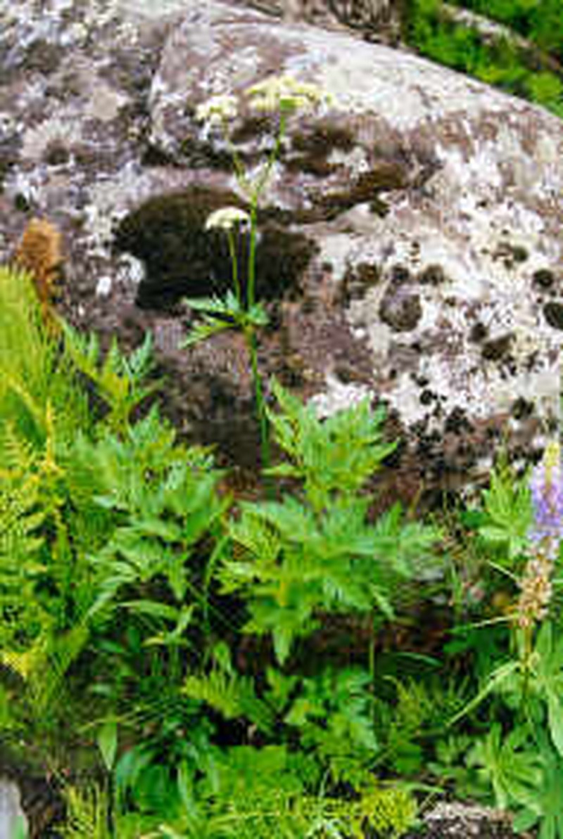 Canby's Licorice-Root photo 3