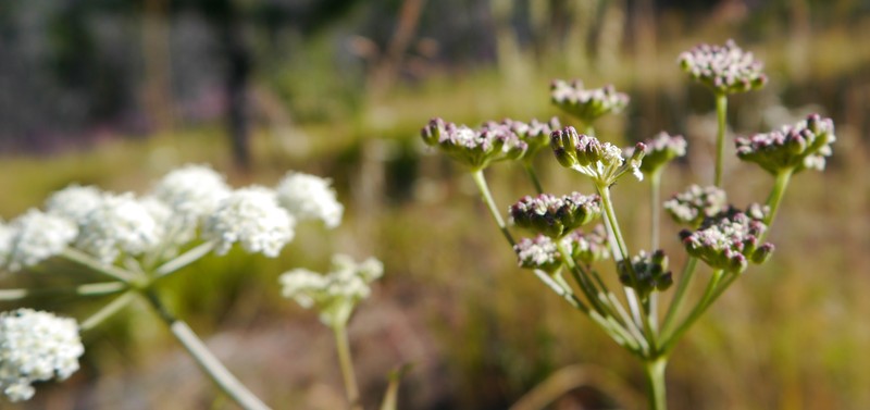 Canby's Licorice-Root photo 2