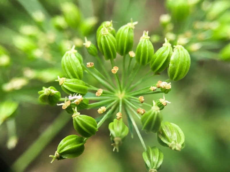 Canby's Licorice-Root