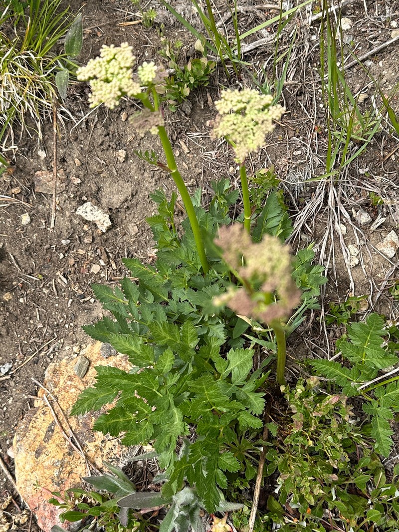 Canby's Licorice-Root photo 3