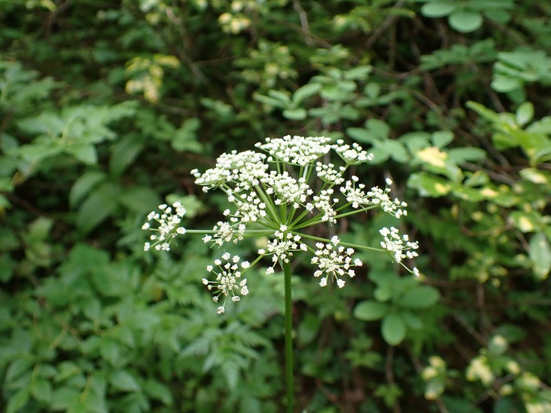 Canby's Licorice-Root photo 4
