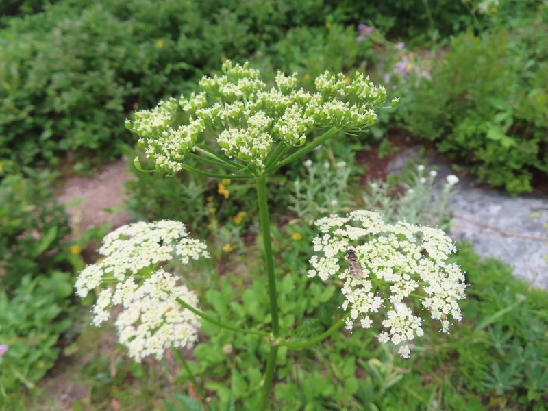 Canby's Licorice-Root photo 5