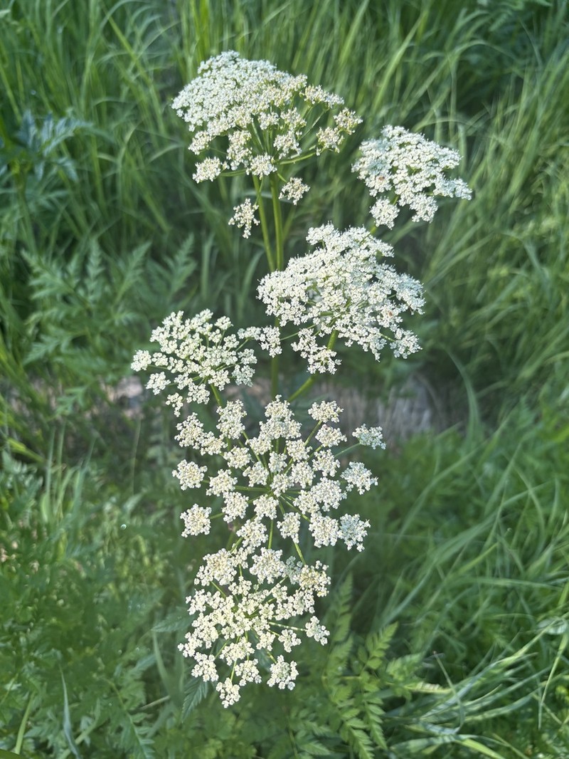 Canby's Licorice-Root photo 6