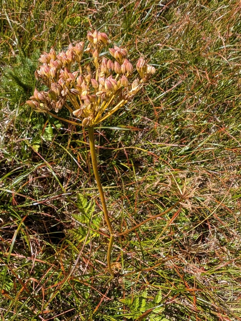 Canby's Licorice-Root photo 7