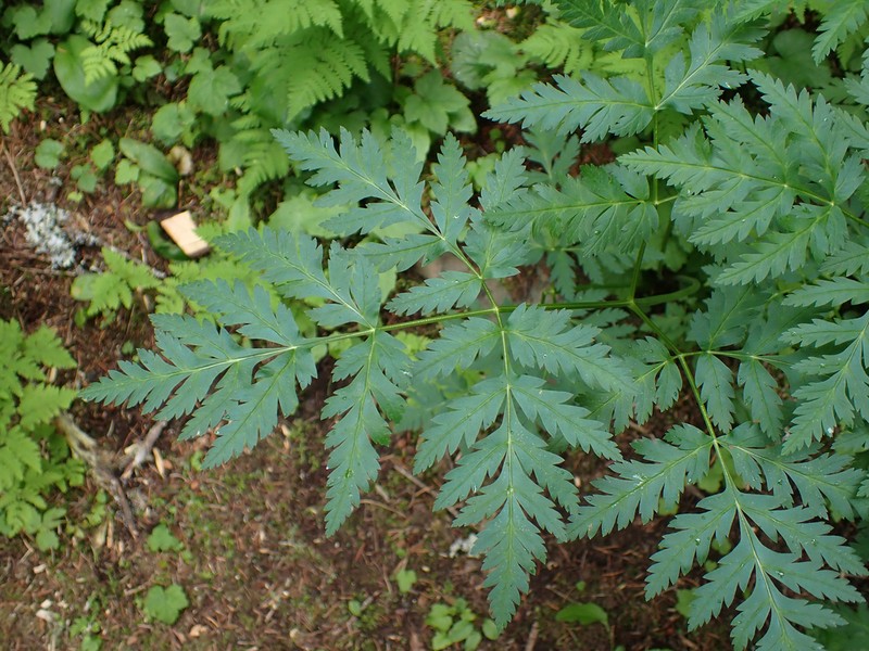 Canby's Licorice-Root photo 8