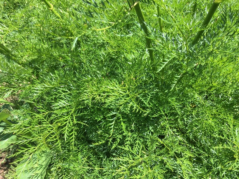 Fernleaf Licorice-Root