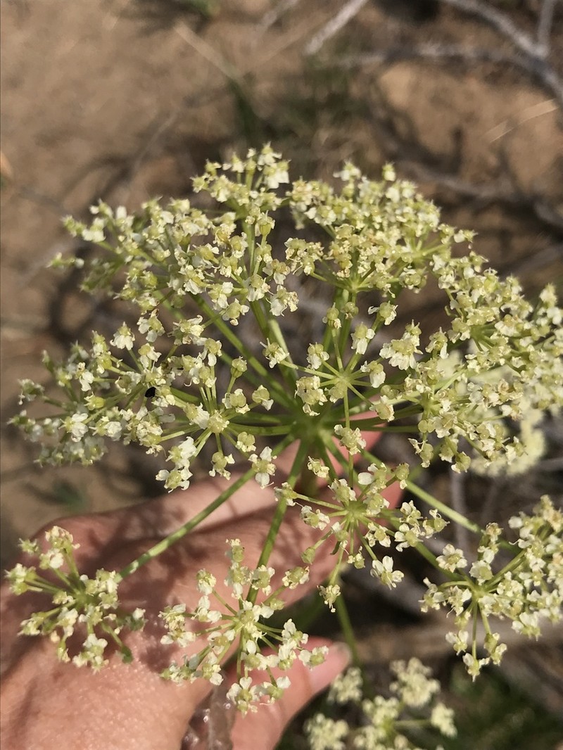 Fernleaf Licorice-Root photo 2