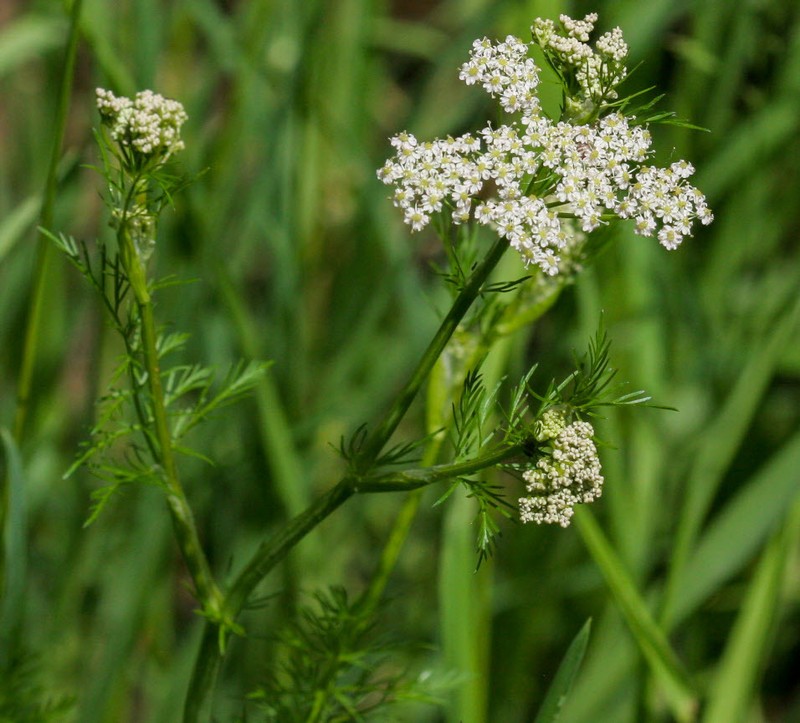 Fernleaf Licorice-Root photo 4