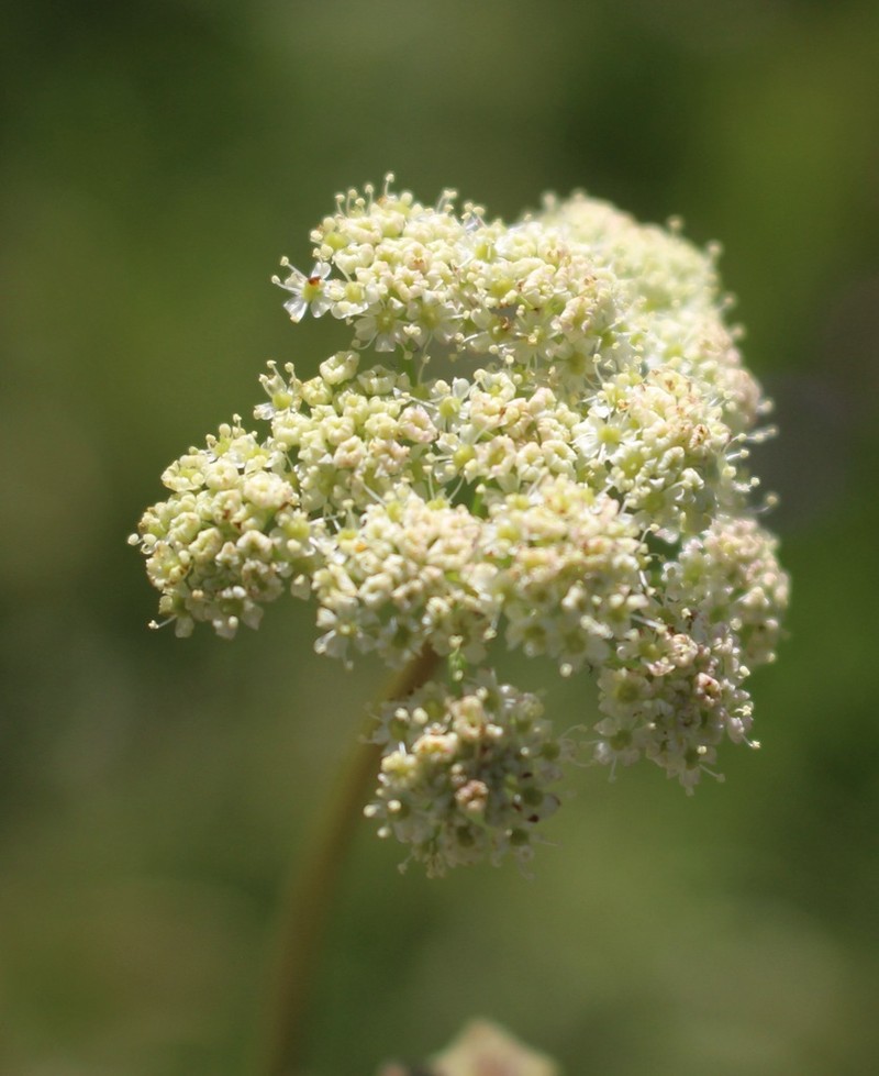 Fernleaf Licorice-Root photo 5