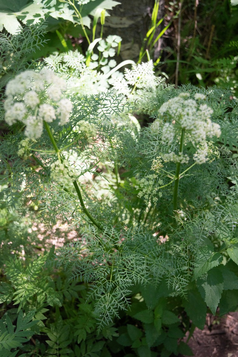 Fernleaf Licorice-Root photo 6