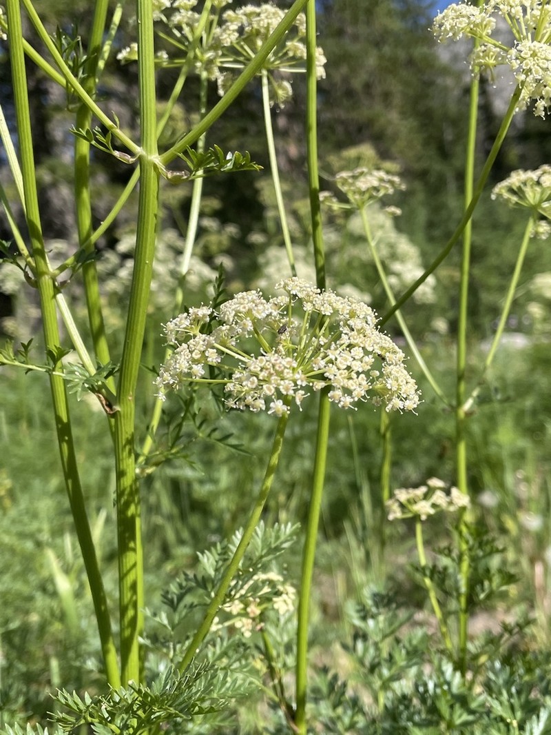 Fernleaf Licorice-Root photo 7