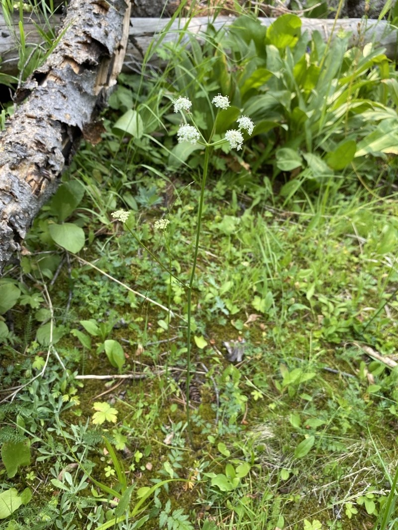 Fernleaf Licorice-Root photo 8