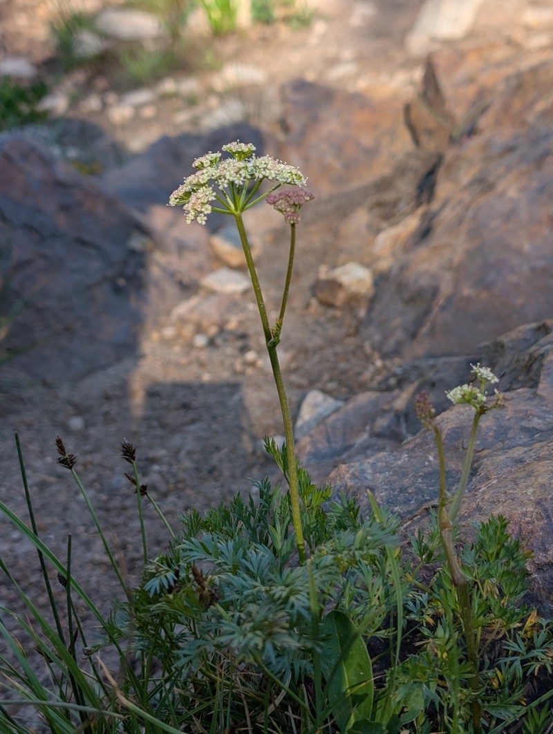 Ligusticum filicinum var. tenuifolium