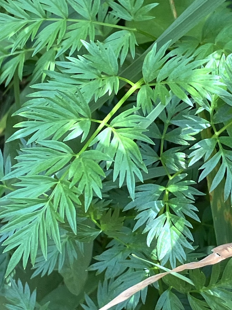 Ligusticum filicinum var. tenuifolium photo 2