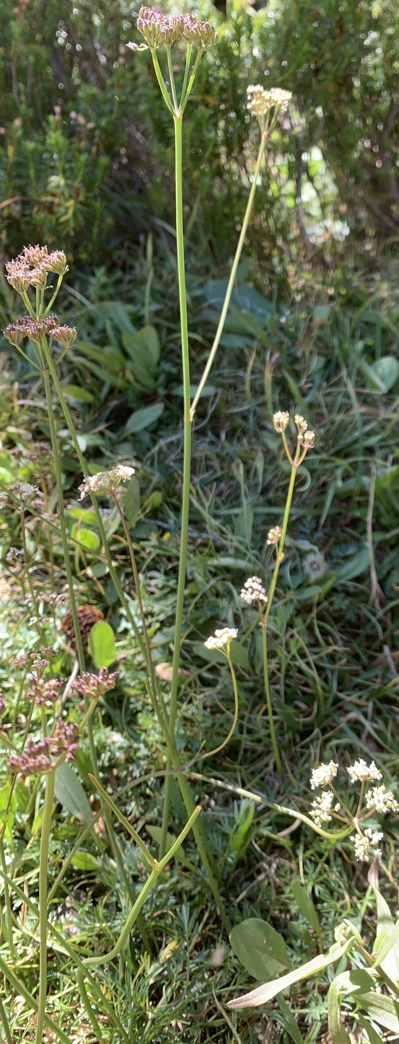 Ligusticum filicinum var. tenuifolium photo 3