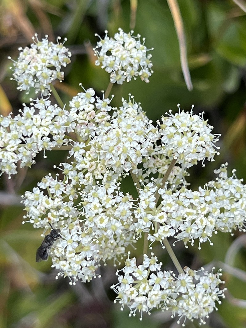 Ligusticum filicinum var. tenuifolium photo 5