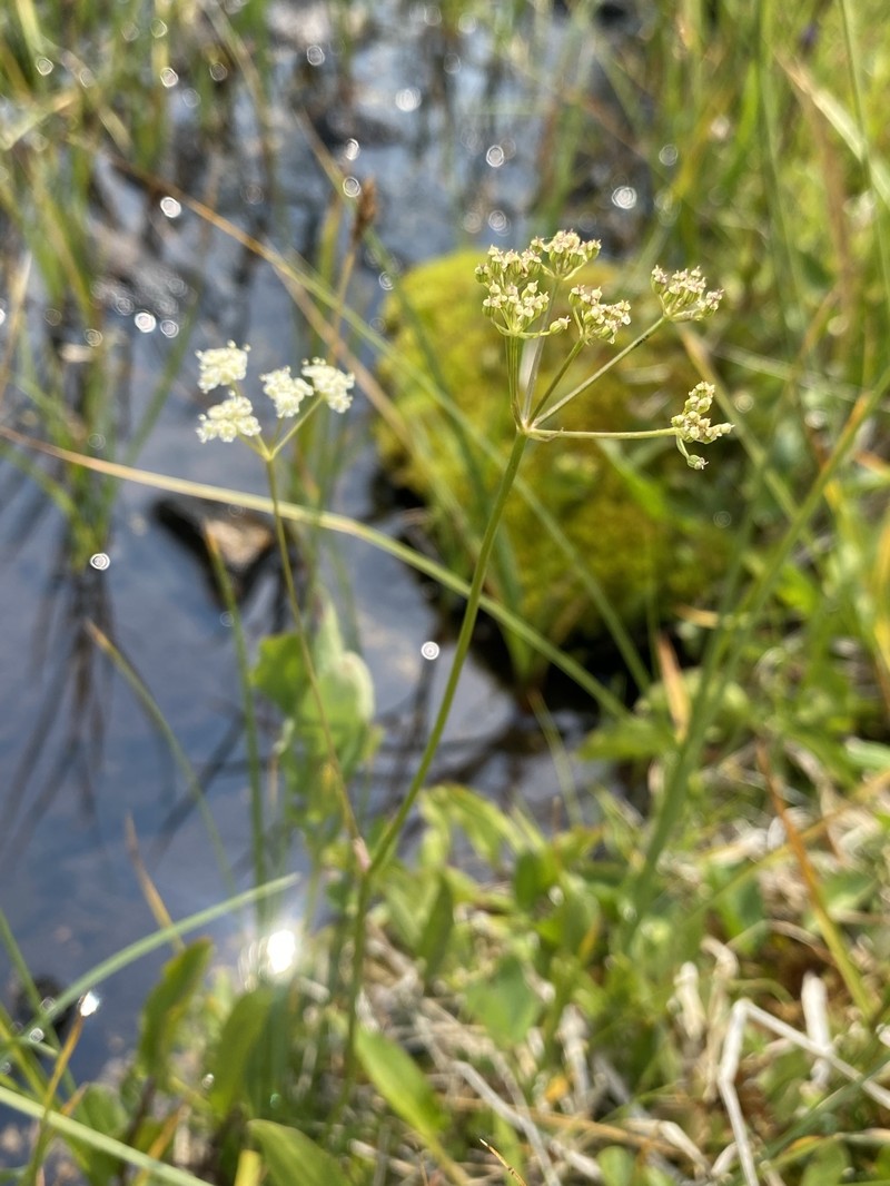 Ligusticum filicinum var. tenuifolium photo 7
