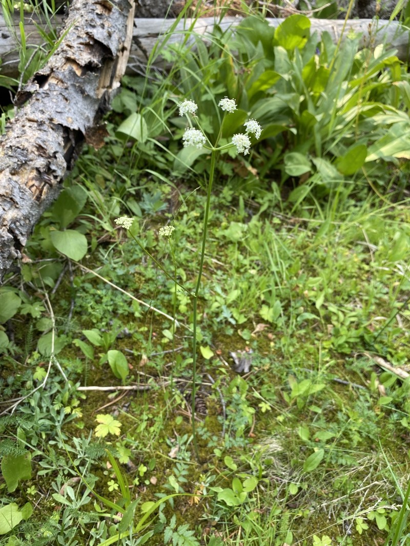 Ligusticum filicinum var. tenuifolium photo 8