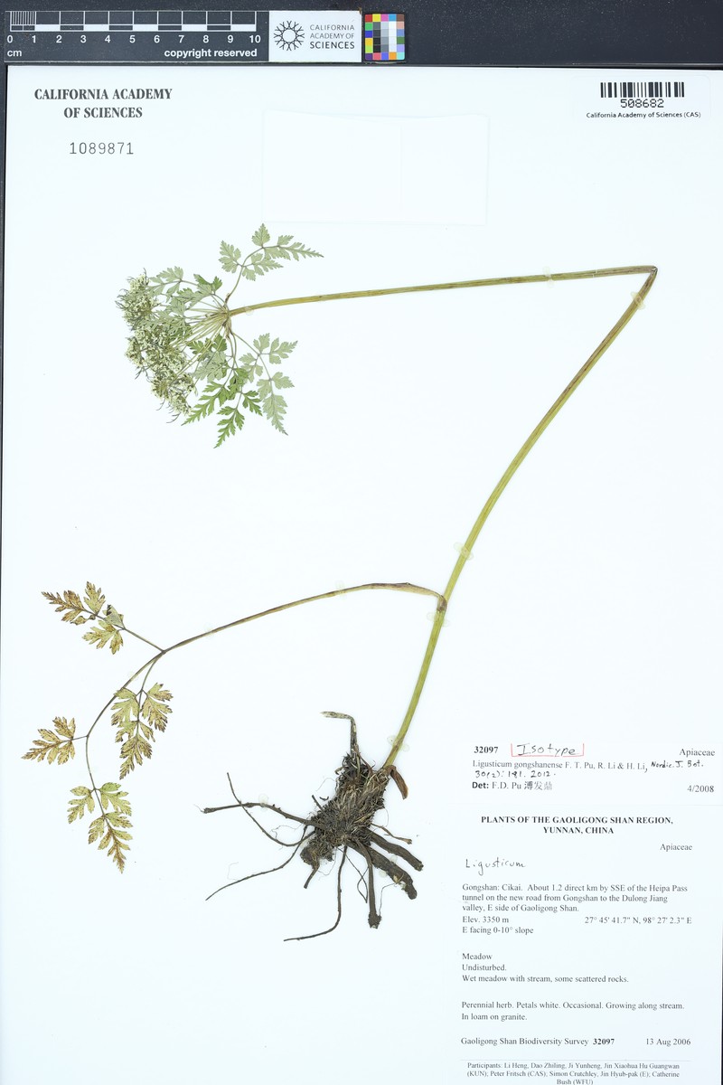 Ligusticum gongshanense