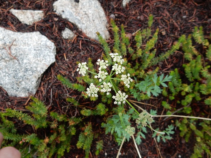 Gray's Licorice-Root