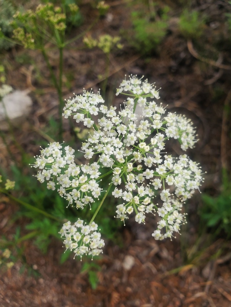 Gray's Licorice-Root photo 2