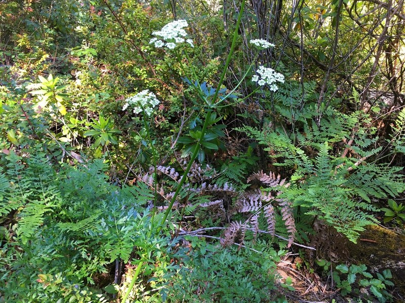 Gray's Licorice-Root photo 3