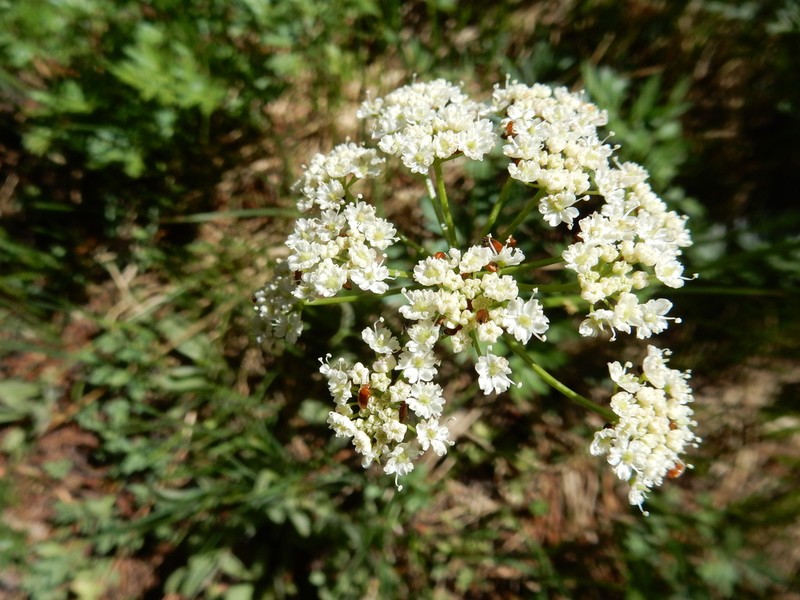 Gray's Licorice-Root photo 4