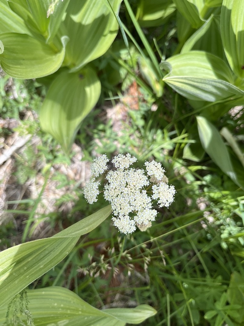 Gray's Licorice-Root photo 5