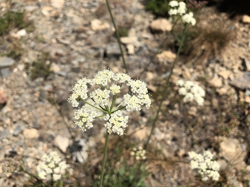 Gray's Licorice-Root photo 6