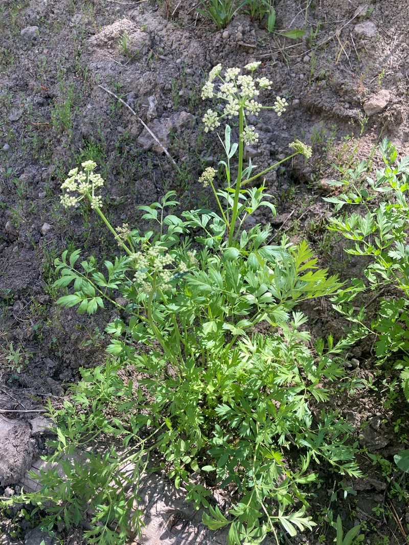 Gray's Licorice-Root photo 7
