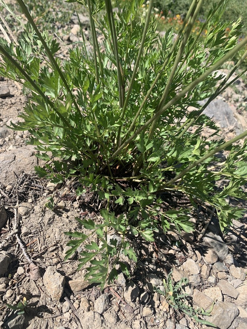 Gray's Licorice-Root photo 8