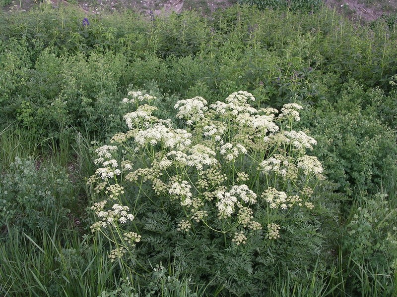 Porter's Licorice-Root photo 3