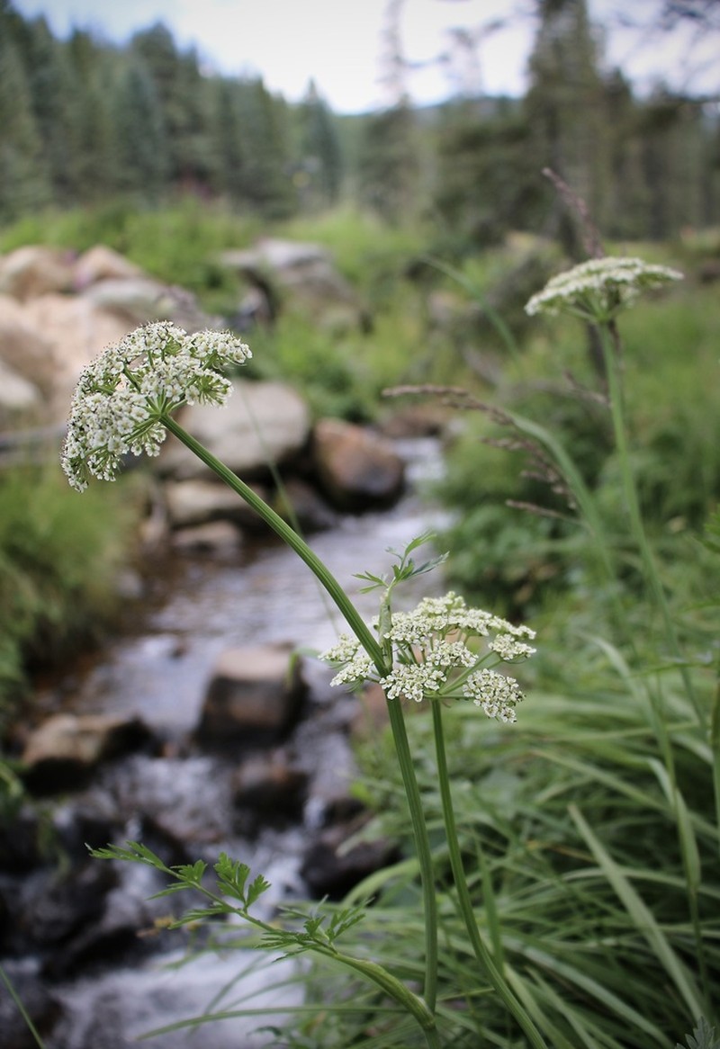 Porter's Licorice-Root photo 4