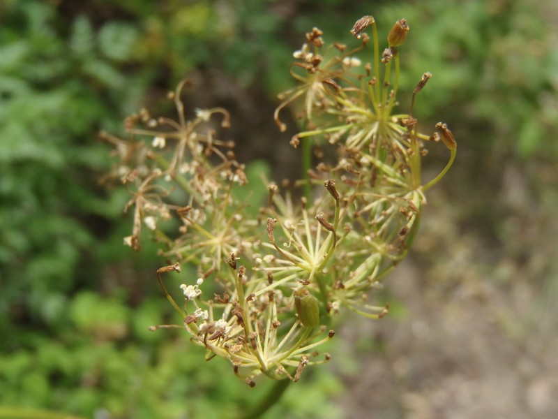 Porter's Licorice-Root photo 5
