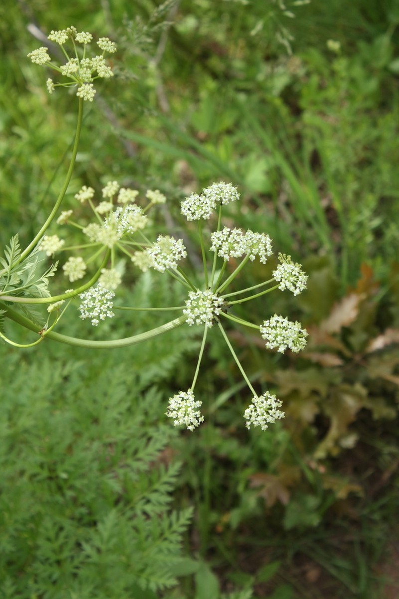 Porter's Licorice-Root photo 6