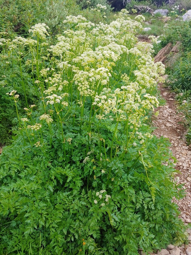 Porter's Licorice-Root photo 7