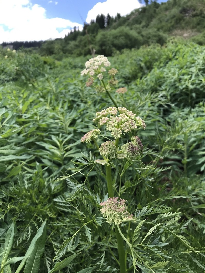 Porter's Licorice-Root photo 8