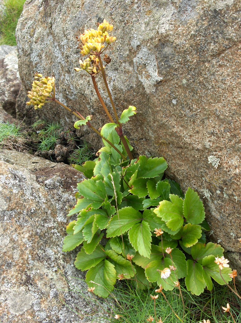 Ligusticum scothicum