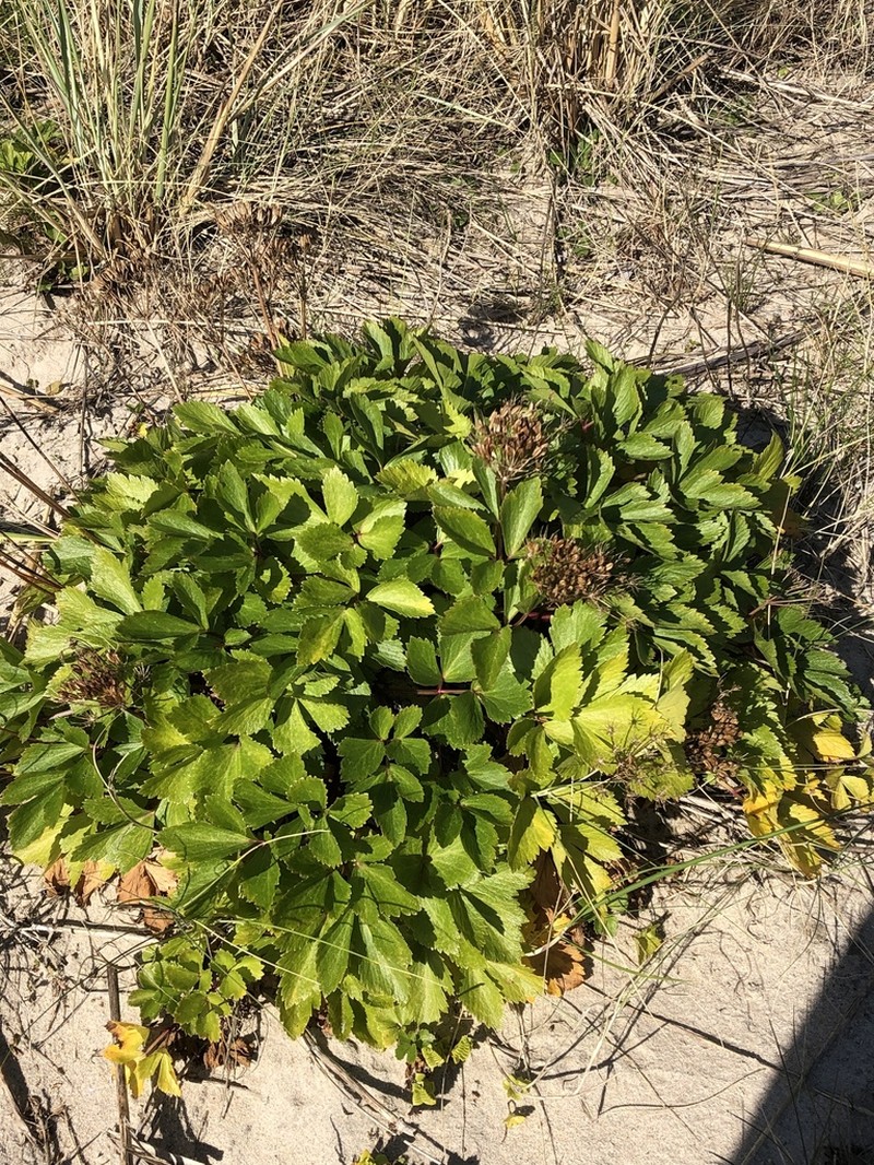 Ligusticum scothicum photo 2