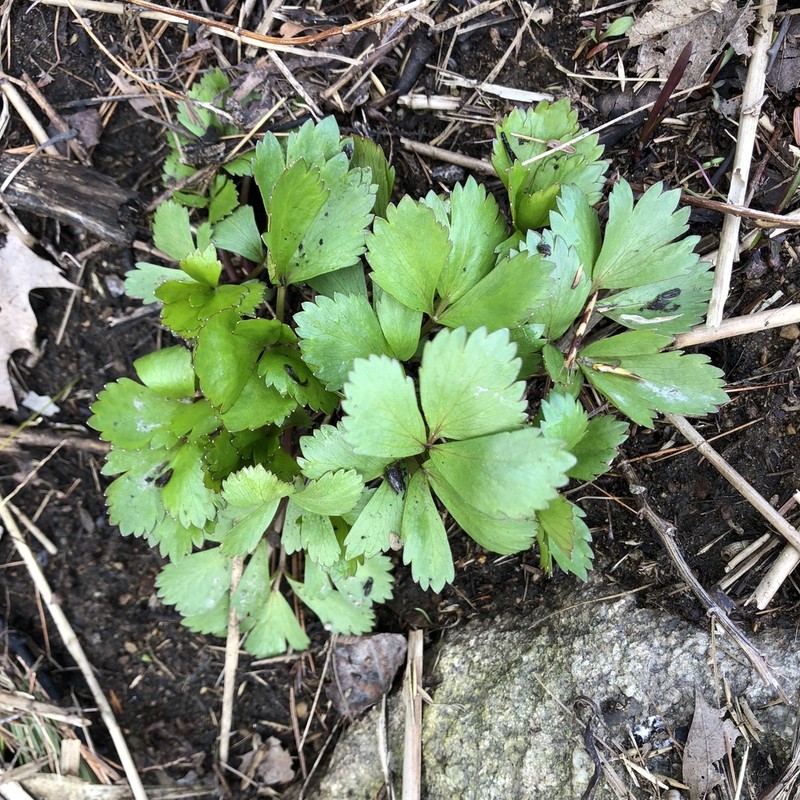 Ligusticum scothicum photo 3
