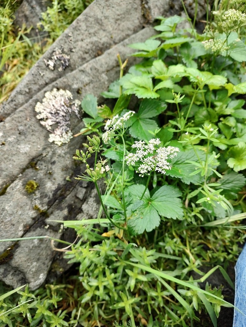 Ligusticum scothicum photo 4