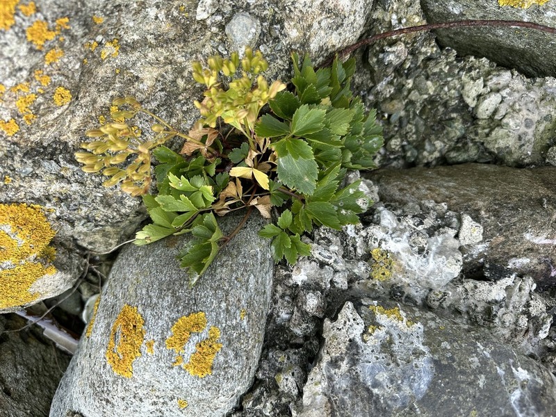 Ligusticum scothicum photo 5