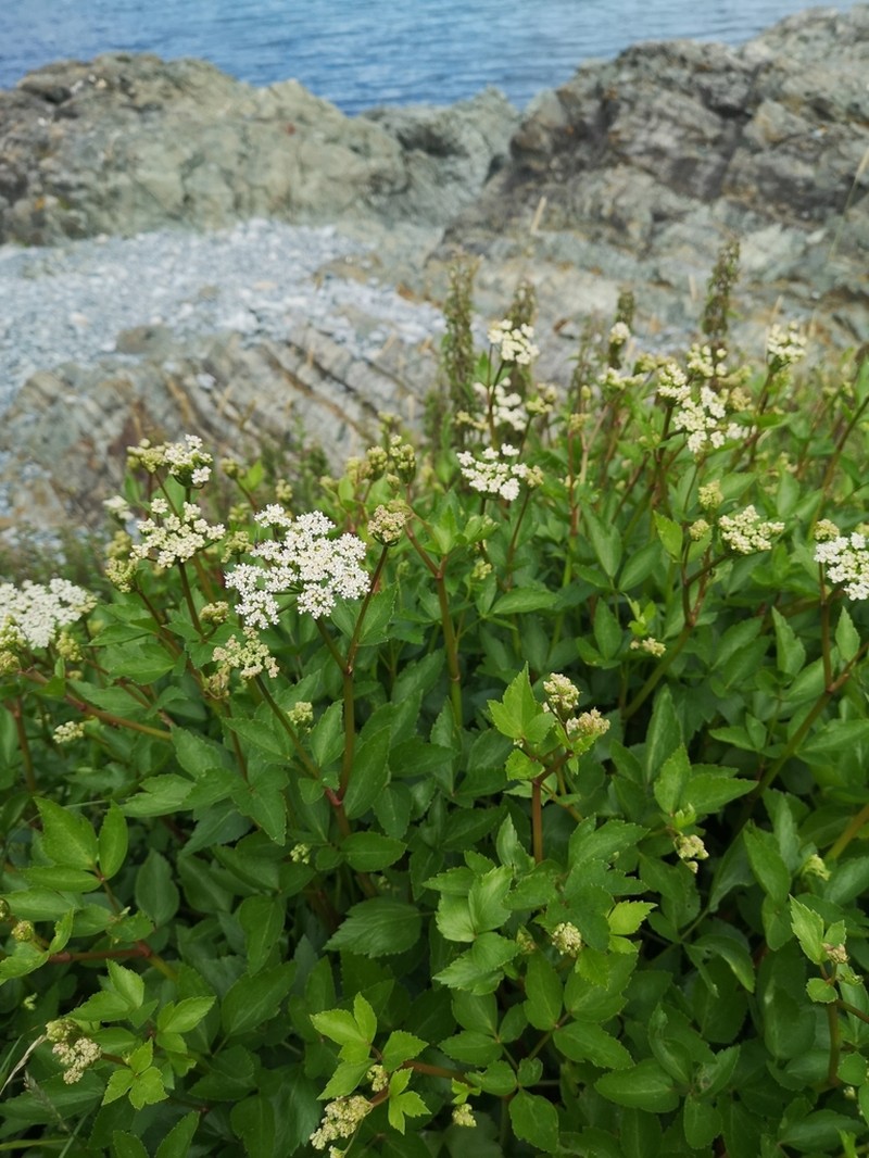 Ligusticum scothicum photo 6