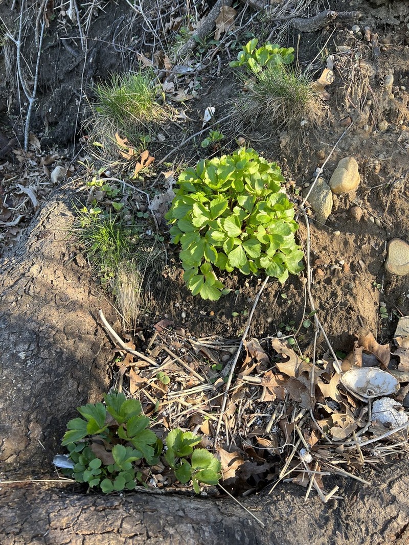 Ligusticum scothicum photo 7