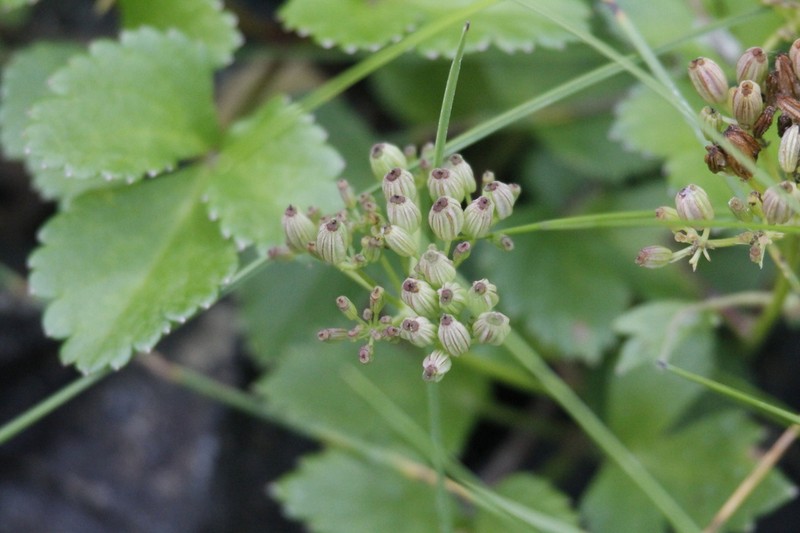 Ligusticum scothicum photo 8