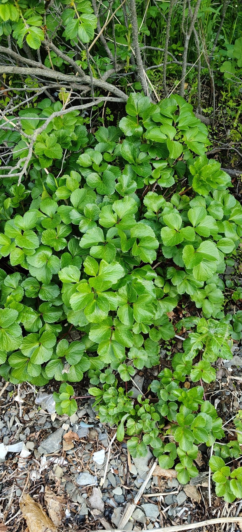 Ligusticum scothicum subsp. hultenii