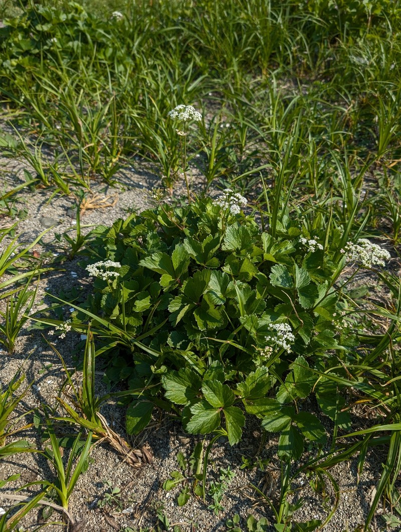 Ligusticum scothicum subsp. hultenii photo 2