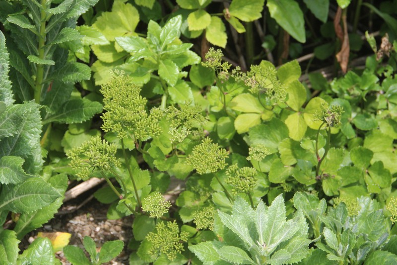 Ligusticum scothicum subsp. hultenii photo 3