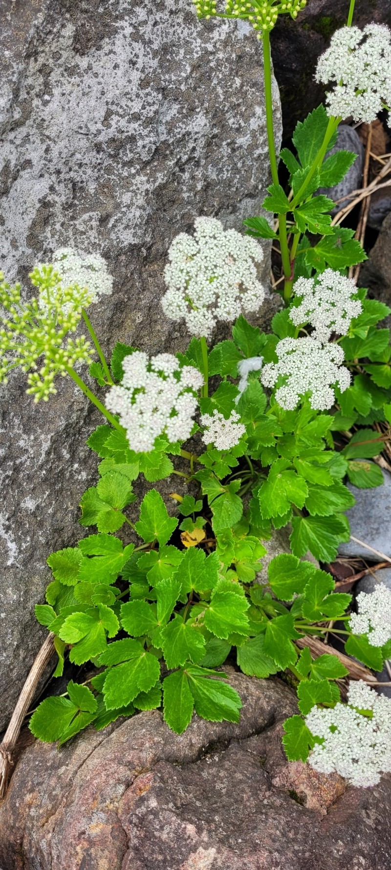 Ligusticum scothicum subsp. hultenii photo 4