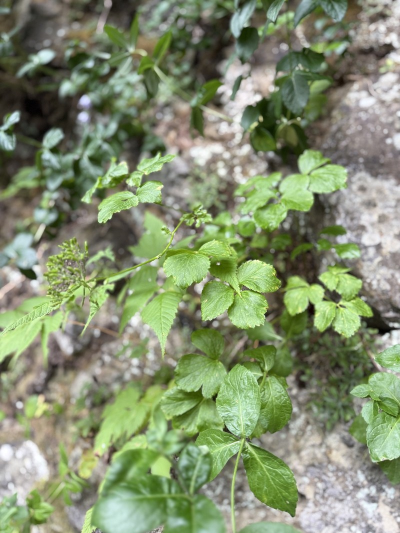 Ligusticum scothicum subsp. hultenii photo 5